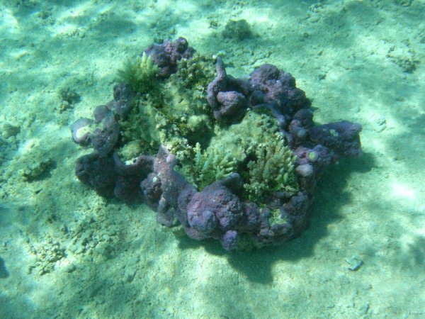 35- Corail mauve dans l'eau limpide du lagon 